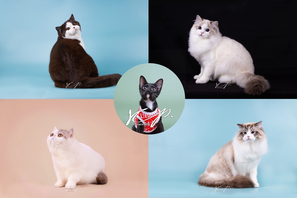 รับถ่ายรูปแมว น้องแมวน่ารัก ถ่ายรูปสัตว์เลี้ยง ช่างภาพ รับถ่ายภาพสัตว์เลี้ยง บริการถ่ายรูปสัตว์เลี้ยง รับถ่ายรูปแมว รับถ่ายภาพแมว รับถ่ายภาพน้องแมว รับถ่ายภาพสัตว์เลี้ยง ถ่ายภาพสัตว์เลี้ยง รับถ่ายรูปแมว ช่างภาพรับถ่ายรูปแมว ช่างภาพกรุงเทพ ช่างภาพรับถ่ายภาพ