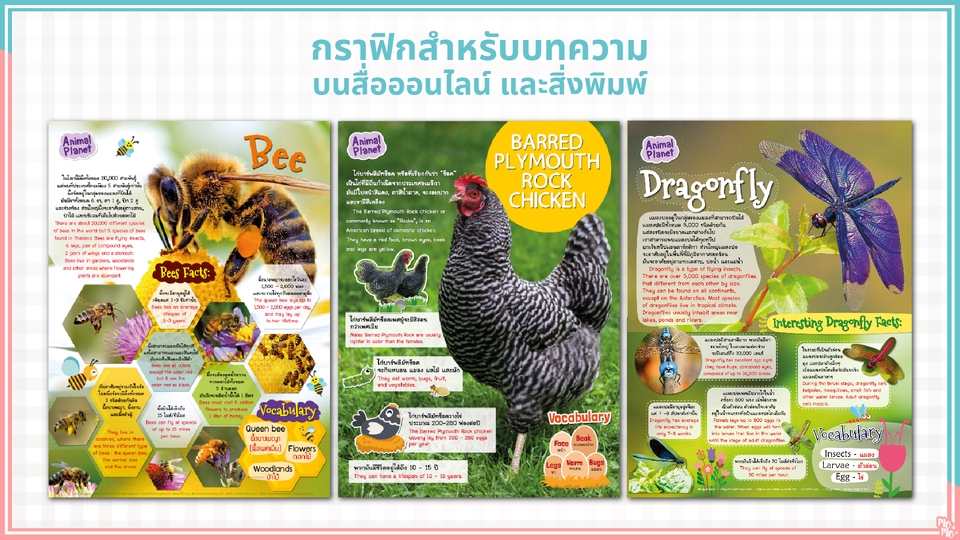 Infographics - รับออกแบบ Infographic - 12