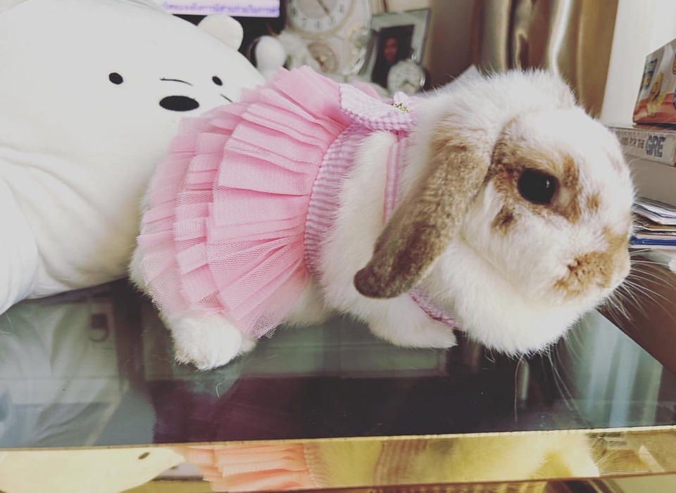 รับถ่ายแบบกระต่าย Bebe Rabbit influencer