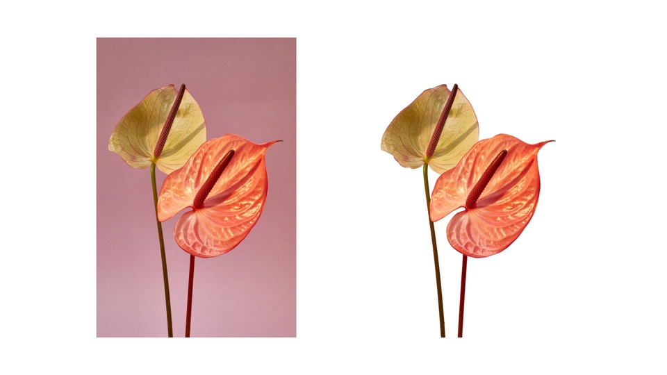 ไดคัท & Photoshop - รับบริการลบพื้นหลังรูปภาพอย่างมืออาชีพ! - 9