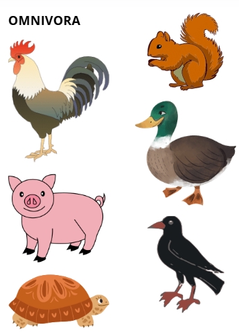 Ilustrasi hewan omnivora: ayam jago, tupai, bebek, babi, kura-kura, burung gagak. Gambar kartun hewan untuk jasa ilustrasi hewan.