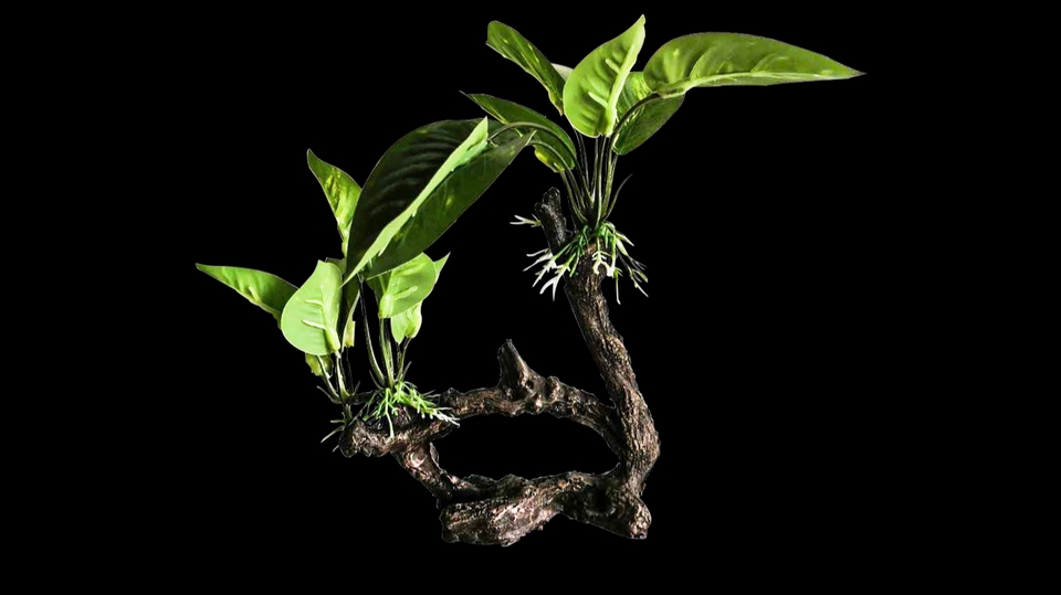 ไดคัท & Photoshop - ไดคัทฉากหลังออก - 1