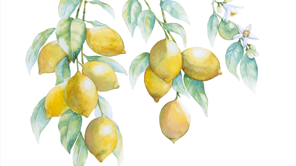 รับวาดรูปภาพประกอบ สไตล์สีน้ำ ภาพเลมอนบนกิ่งไม้