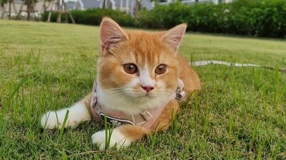 รับจ้างเลี้ยงแมว ดูแลแมวที่บ้าน พี่เลี้ยงแมว แมวน่ารัก บริการรับเลี้ยงสัตว์เลี้ยง