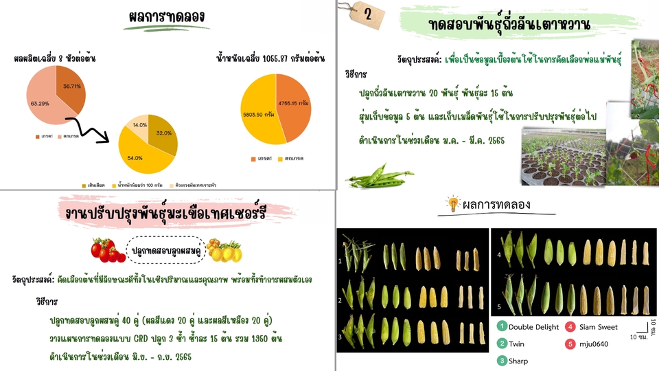 Presentation - รับทำ Power point - 2