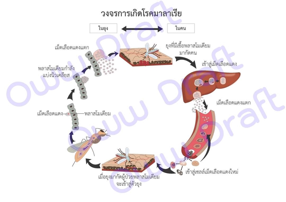 เปลี่ยนรูปเป็นเวกเตอร์ - ดราฟโลโก้ ดราฟรูปภาพ เป็นเวคเตอร์ ไฟล์ *.ai - 6
