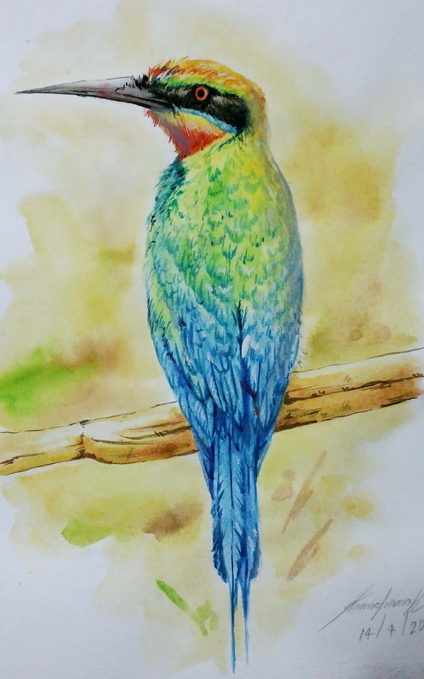 รับทําของขวัญวันเกิด ภาพวาดนก สีน้ำ นกแก้ว