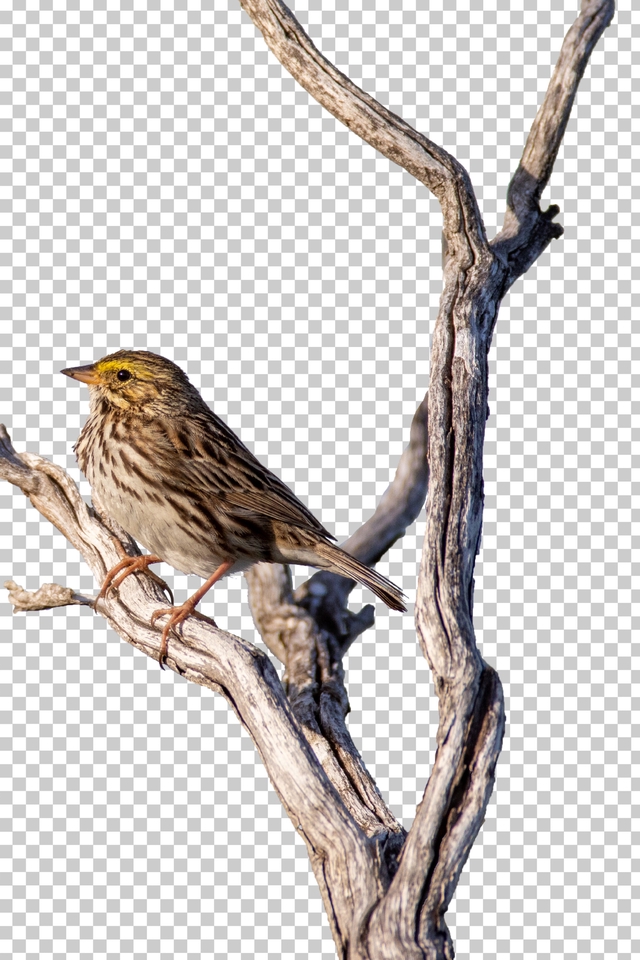 Edit Gambar & Photoshop - Hapus background foto - 2