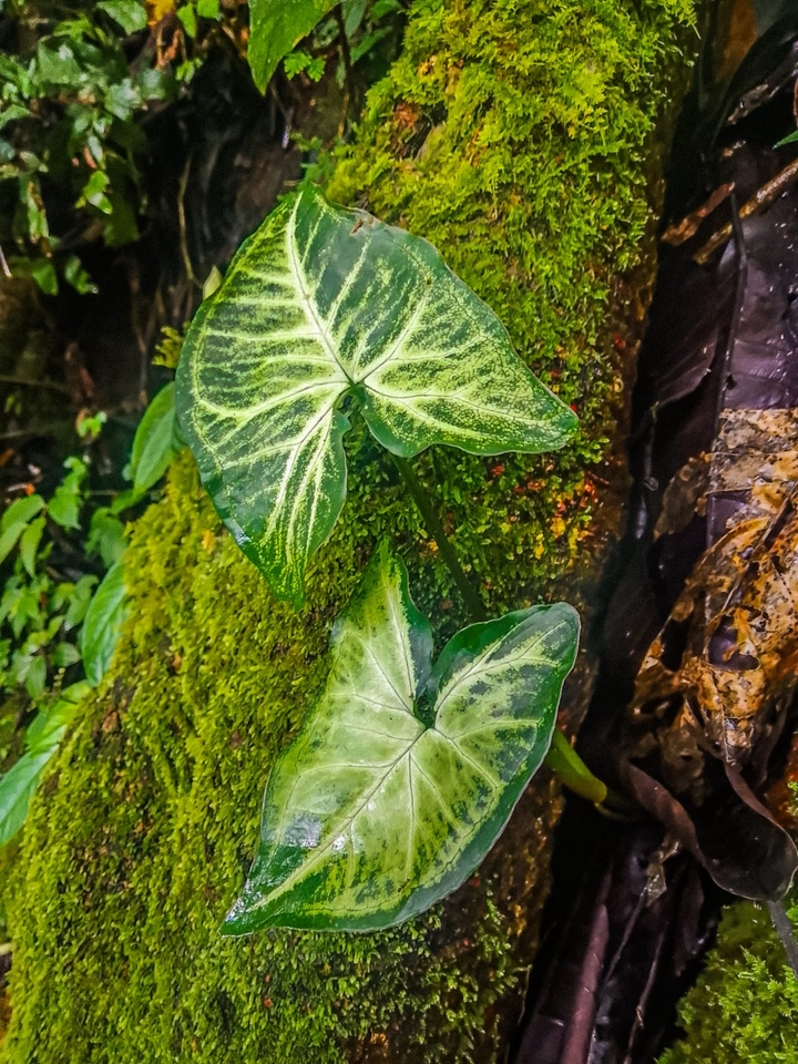 Fotografi - Photographer Panorama: Mountain, Tree, leaves, flowers, sky, and Building in Kediri - 5