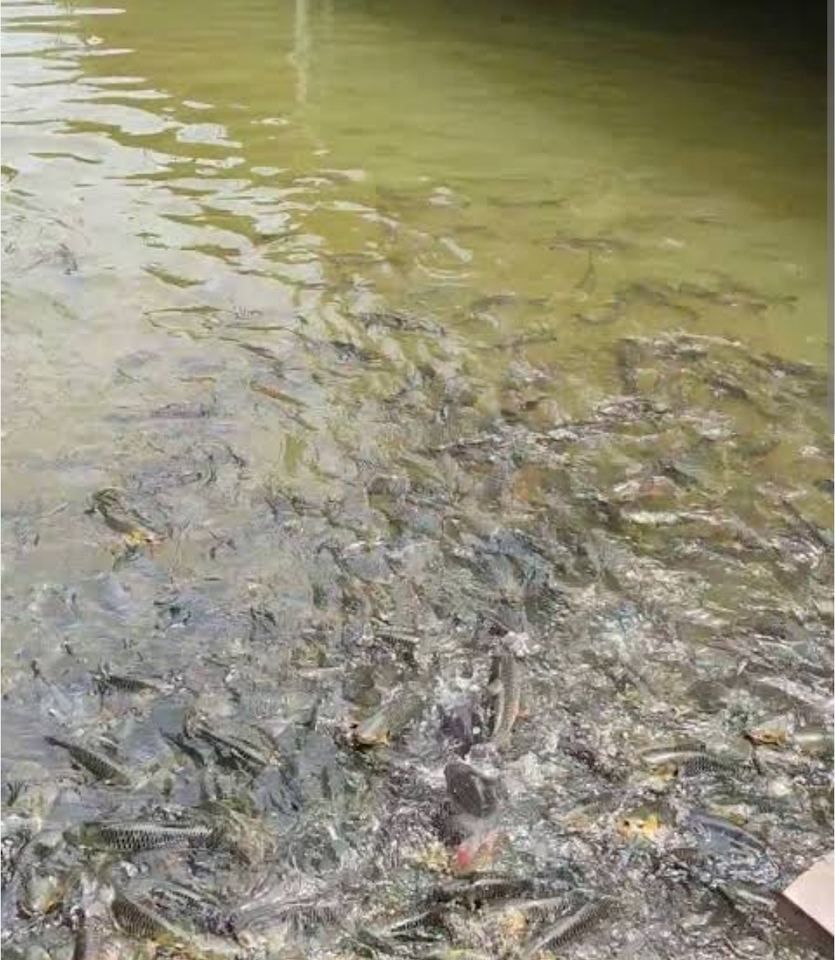 รับจ้างทำบุญออนไลน์ ทำบุญใส่บาตรเสริมดวง ช่วยแก้ชง ปล่อยปลาสะเดาะเคราะห์