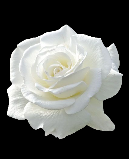 ไดคัท & Photoshop - รับไดคัทหรือแต่งรูปจ้า - 15