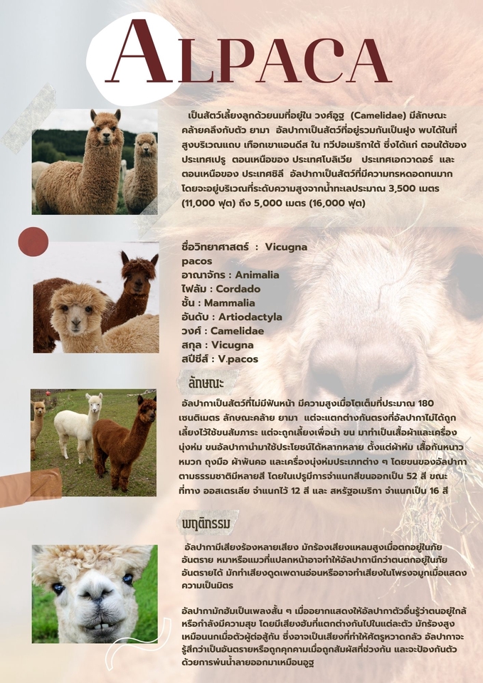 Presentation - ออกแบบ presentation - 3