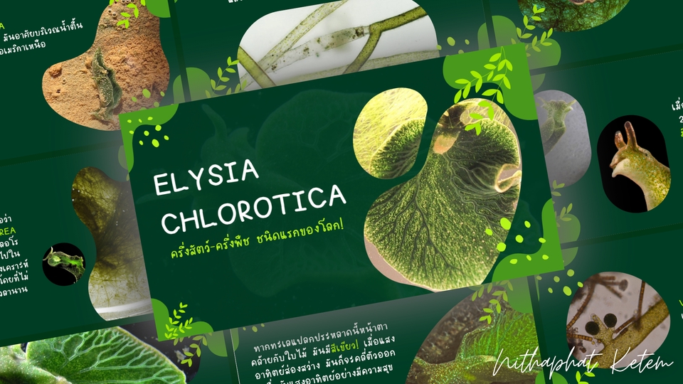 Presentation - รับออกแบบ Presentation ด้วย Power Point, Canva - 7