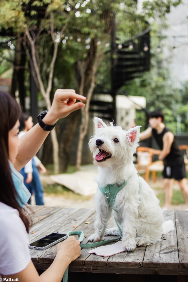 ตากล้อง รับถ่ายภาพ ช่างภาพถ่ายรูปสุนัขน่ารักในบรรยากาศสบายๆ กำลังรอขนมจากมือเจ้าของ ภาพถ่ายสัตว์เลี้ยง รับถ่ายรูปสัตว์เลี้ยง ถ่ายรูปน้องหมา สุนัขพันธุ์เล็ก นั่งบนโต๊ะไม้ สวยงาม เป็นกันเอง มุมมองดี บริการถ่ายภาพคุณภาพสูง กรุงเทพ เชียงใหม่ ภูเก็ต ขอนแก่น