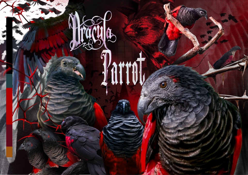 วาดภาพประกอบดิจิตอลเพ้นท์นกแก้วดราคิวลา ภาพประกอบสไตล์ดาร์คแฟนตาซี เหมาะสำหรับปกหนังสือหรือเกม