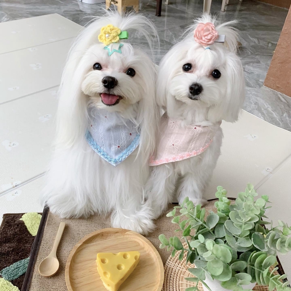 เน็ตไอดอลและบล็อกเกอร์รีวิว - รับรีวิว สินค้าสัตว์เลี้ยง นายแบบสุนัข นางแบบสุนัข โมเดลสุนัข - 4