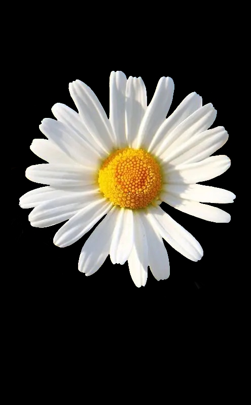 ไดคัท & Photoshop - รับไดคัทหรือแต่งรูปจ้า - 11