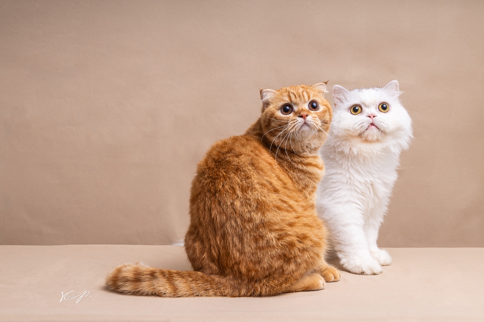 ช่างภาพ รับถ่ายภาพแมว 2 ตัว แมวสีส้ม แมวสีขาว ถ่ายรูปสัตว์เลี้ยง