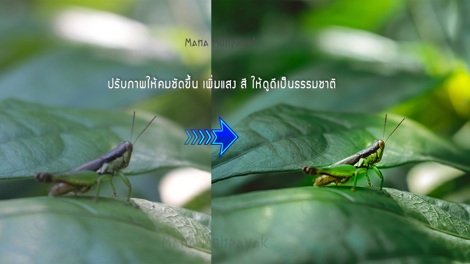 ไดคัท & Photoshop - ไดคัท รีทัช แต่งภาพ เพิ่มความคมชัด เอาไปใช้งานต่อได้ - 8