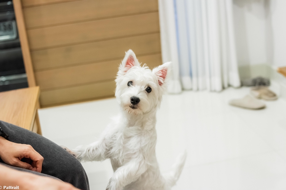 ตากล้อง รับถ่ายรูป portrait ถ่ายภาพสุนัขน่ารัก ขนปุยสีขาว บริเวณบ้าน ถ่ายรูปสัตว์เลี้ยง พร้อมให้บริการถ่ายภาพหลากหลายรูปแบบทั่วประเทศ ช่างภาพ freelance ราคาดี