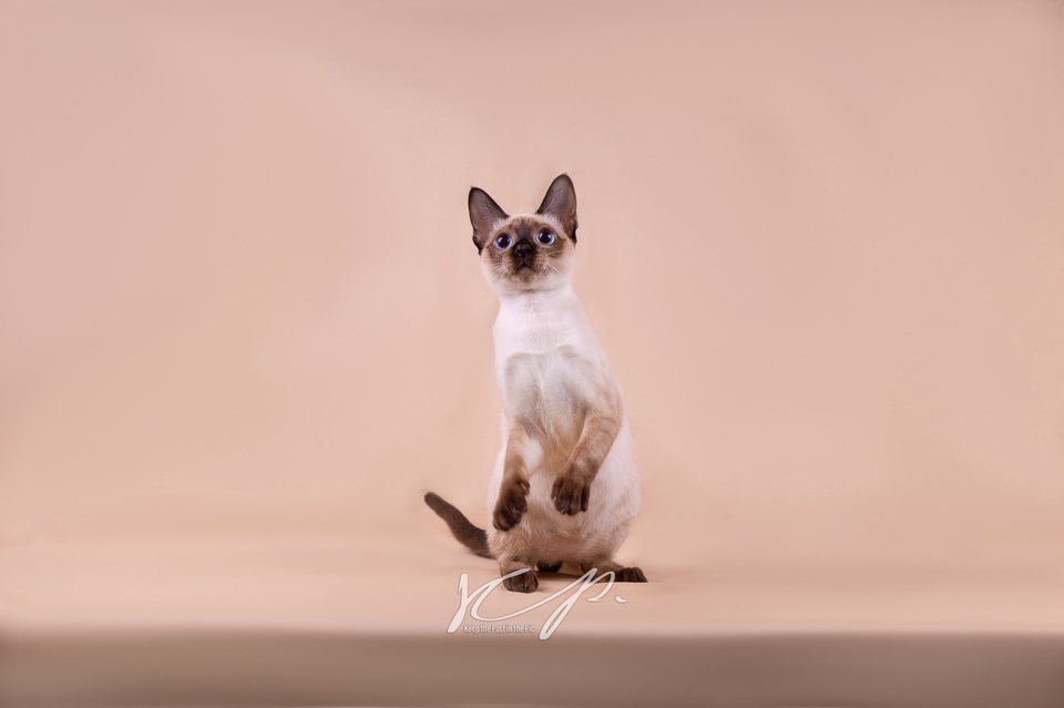 ช่างภาพ รับถ่ายภาพ สัตว์เลี้ยง แมว สัตว์เลี้ยงน่ารัก ถ่ายรูปแมว ถ่ายภาพแมว รับถ่ายภาพแมว รับถ่ายภาพสัตว์เลี้ยง