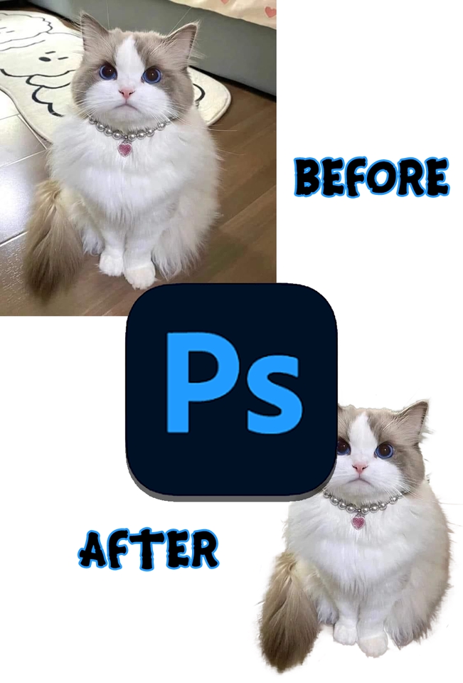 Jasa edit foto Photoshop, contoh edit foto kucing sebelum dan sesudah edit.