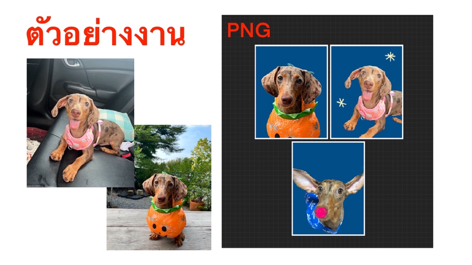 รับตัดต่อภาพ รับทำ photoshop รับแต่งรูปภาพ ปรับแสงรูปภาพ สุนัข ดัชชุน เทรนด์ฮาโลวีน แต่งตัวน่ารัก