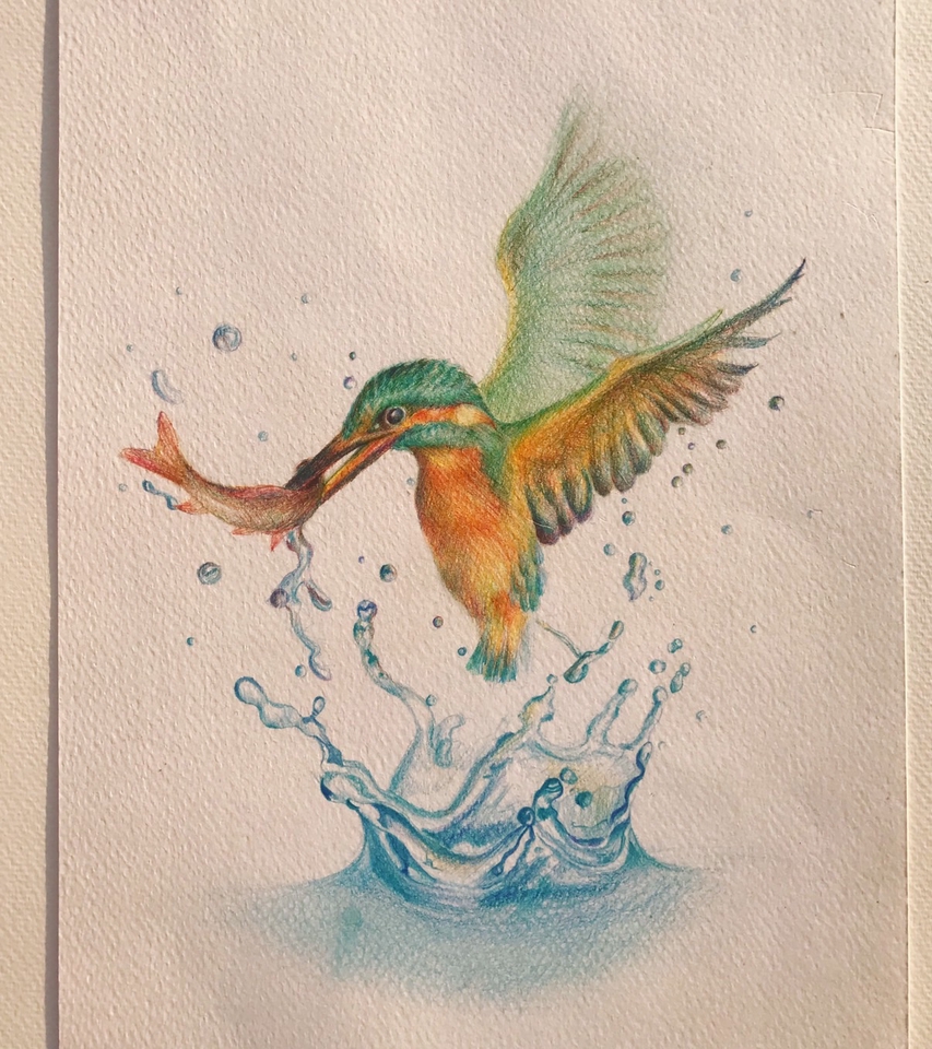 รับวาดภาพประกอบนกตกปลา ภาพวาดดิจิทัล