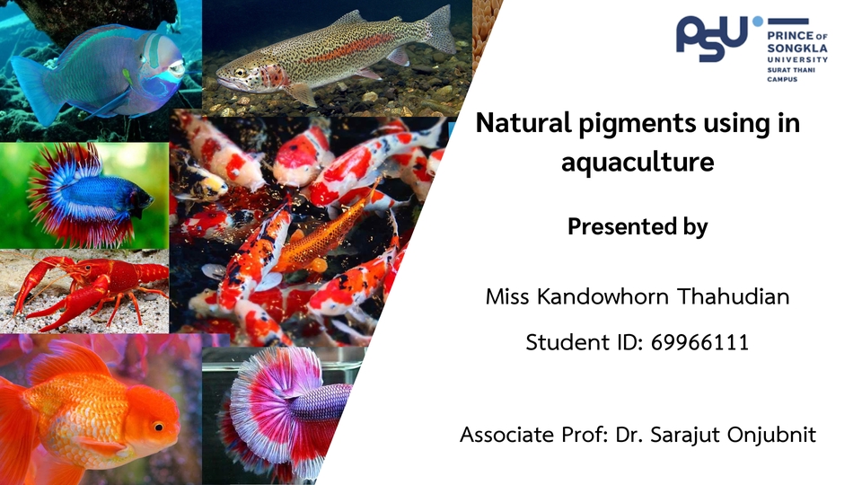 ออกแบบ canva ทําสไลด์นำเสนองานวิจัยเรื่องสีธรรมชาติในอุตสาหกรรมการเพาะเลี้ยงสัตว์น้ำ