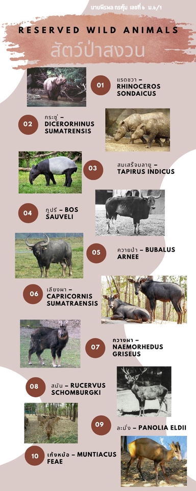 Infographics - รับทำ Infrographic ผ่าน Canva, Photoshop - 5