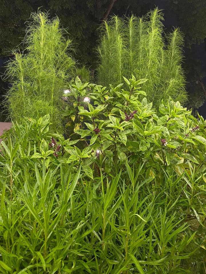 รับจัดสวนสวยสไตล์ธรรมชาติ ตกแต่งสวนด้วยไม้พุ่มและหญ้าประดับ