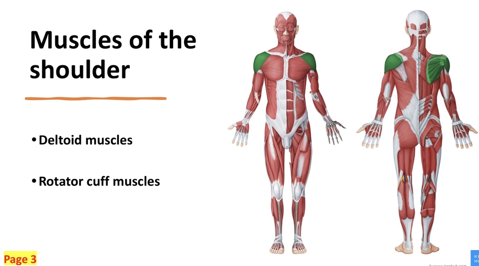 กล้ามเนื้อไหล่ รับแปลภาษา งานแปล รับแปลเอกสาร รับแปลภาษาญี่ปุ่น รับแปลภาษาอังกฤษ รับแปลภาษาจีน รับแปลภาษาเกาหลี รับแปลภาษาไทย