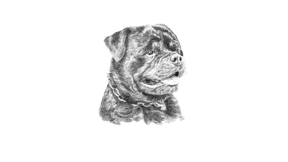 Gambar dan Ilustrasi - Gambar apapun dengan tehnik goresan pensil - 12