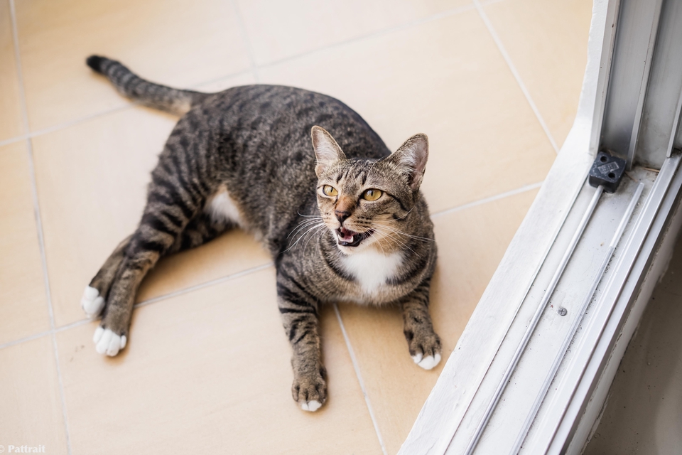 ตากล้อง รับถ่ายภาพแมวเหมียวลายสวยขนฟู กำลังส่งเสียงร้อง แสดงอารมณ์น่ารักๆ บนพื้นกระเบื้องสีอ่อน มองหา ช่างภาพถ่ายรูปสัตว์เลี้ยง ถ่ายรูปแมว สัตว์เลี้ยงน่ารัก ถ่ายรูปสวยๆ บริการถ่ายภาพสัตว์เลี้ยงในบ้านของคุณ