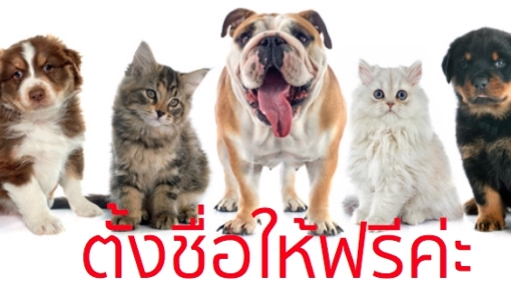 Branding - รังสรรค์ ชื่อ Brand คิดให้ใช่ คิดให้เด่น คิดให้ง่าย พร้อมนิยามสโลแกน ให้ปังปุริเย่ - 16
