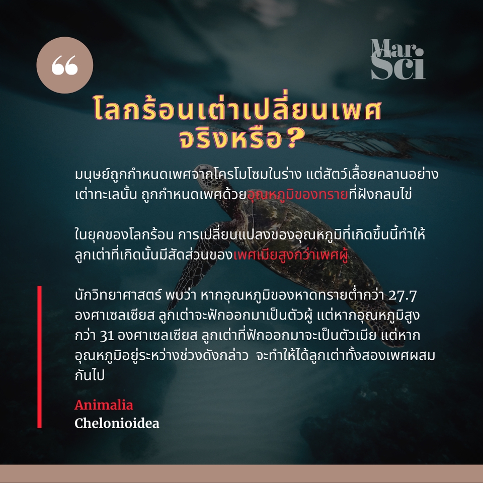 Presentation - รับทำ Presentation สื่อการเรียนการสอน (Slide) - 6