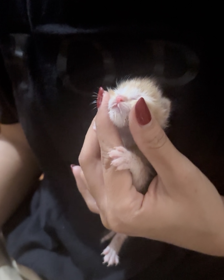 อื่นๆ - รับปรึกษาวิธีการเลี้ยงลูกแมวแรกเกิด/การดูแลแมวเด็ก - 3