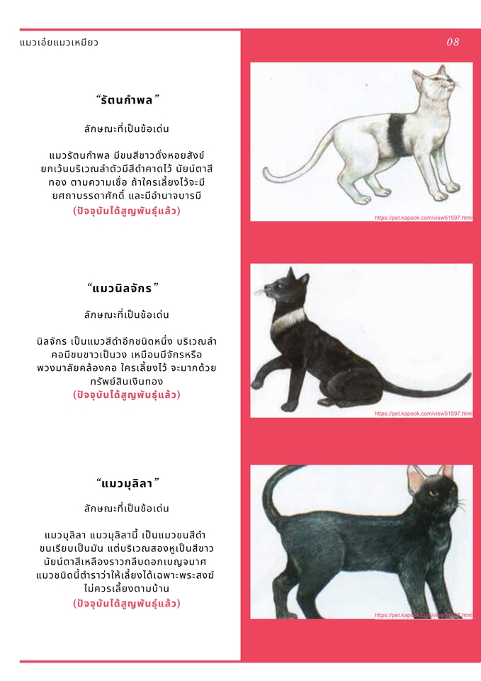 รับพิมพ์งาน รับคีย์ข้อมูล รับพิมพ์เอกสาร รับพิมพ์รายงาน พิมพ์ข้อมูล ข้อมูล เอกสาร รายงาน แมว แมวไทย สายพันธุ์แมว