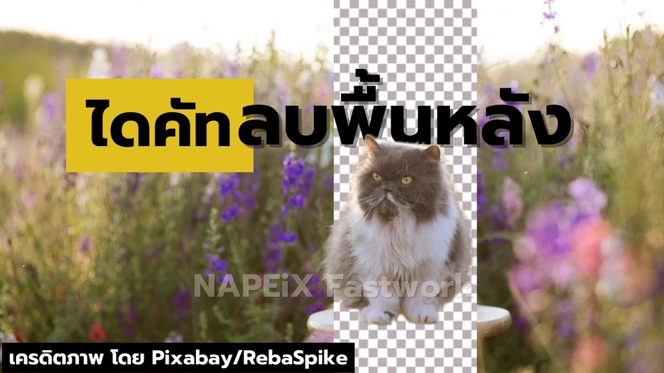 ไดคัท & Photoshop - ไดคัทภาพสินค้า ลบ/Retouchภาพพื้นหลัง - 1