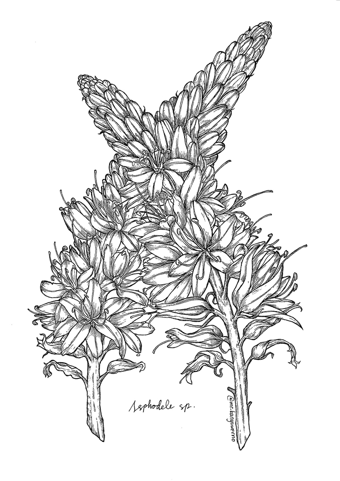 Gambar dan Ilustrasi - Flowers Lineart - 4