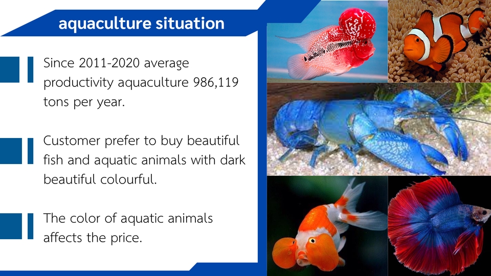 ออกแบบCanvaสไลด์และโปสเตอร์สวยงามสำหรับธุรกิจประมง เพิ่มยอดขายด้วยการดีไซน์ที่ดึงดูดลูกค้า