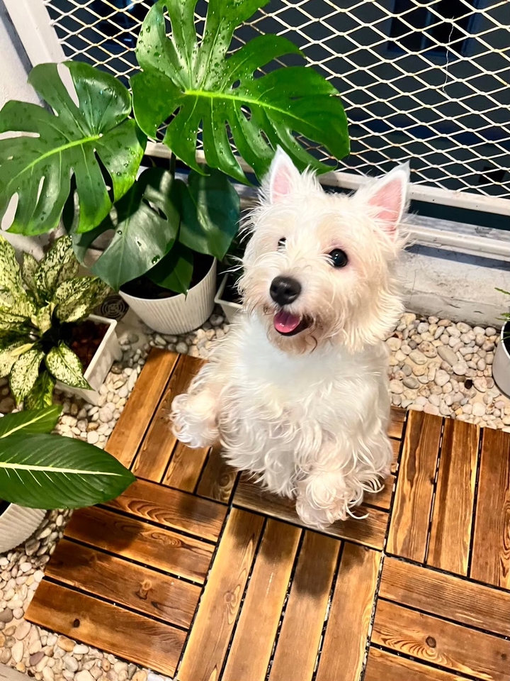 เน็ตไอดอลและบล็อกเกอร์รีวิว - รับรีวิวสินค้าและอาหารสัตว์เลี้ยง - 13