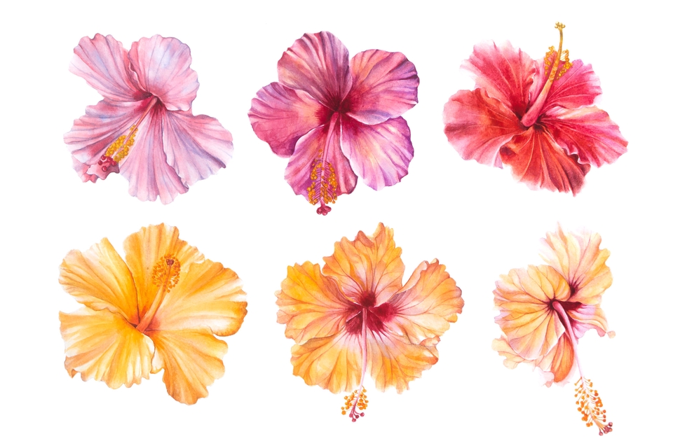 วาดภาพดอกชบาสีชมพู เหลือง และแดง