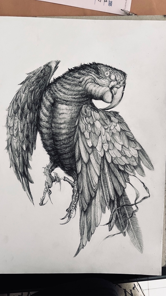 รับวาดภาพประกอบสัตว์ ปากกาสีดำ ภาพนกแก้วลายเส้นคมชัด วาดภาพประกอบหนังสือ