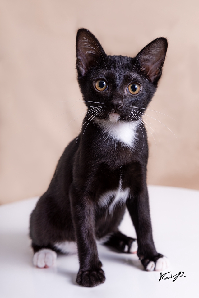 รับถ่ายภาพแมว ช่างภาพแมว ถ่ายรูปแมวน่ารัก แมวเหมียว น้องแมว รับถ่ายภาพสัตว์เลี้ยง ช่างภาพสัตว์เลี้ยง freelance หาช่างภาพสัตว์เลี้ยง ถ่ายรูปสัตว์เลี้ยง