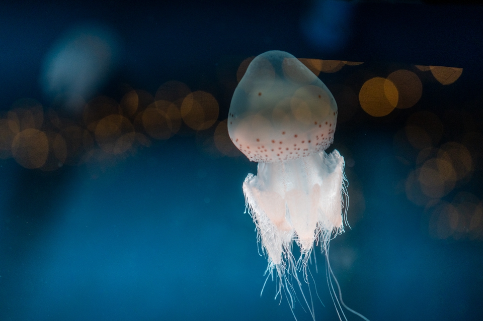 Jasa Fotografi Makanan dengan Latar Belakang Blur dan Cahaya yang Menarik.