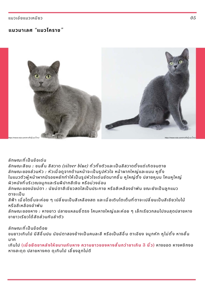 รับพิมพ์งาน รับคีย์ข้อมูล รับทำ excel แมวพันธุ์สิงคโปร์
