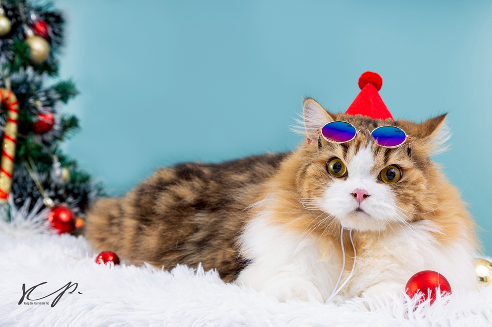 รับถ่ายภาพ แมว ใส่หมวก แต่งตัว เท่ๆ น่ารัก ถ่ายภาพสัตว์เลี้ยง Freelance ช่างภาพ