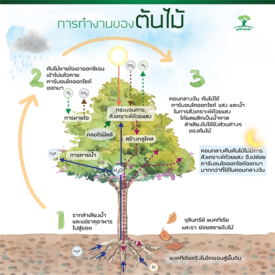 วาดภาพประกอบ - วาดภาพประกอบฟรีสไตล์ - 9