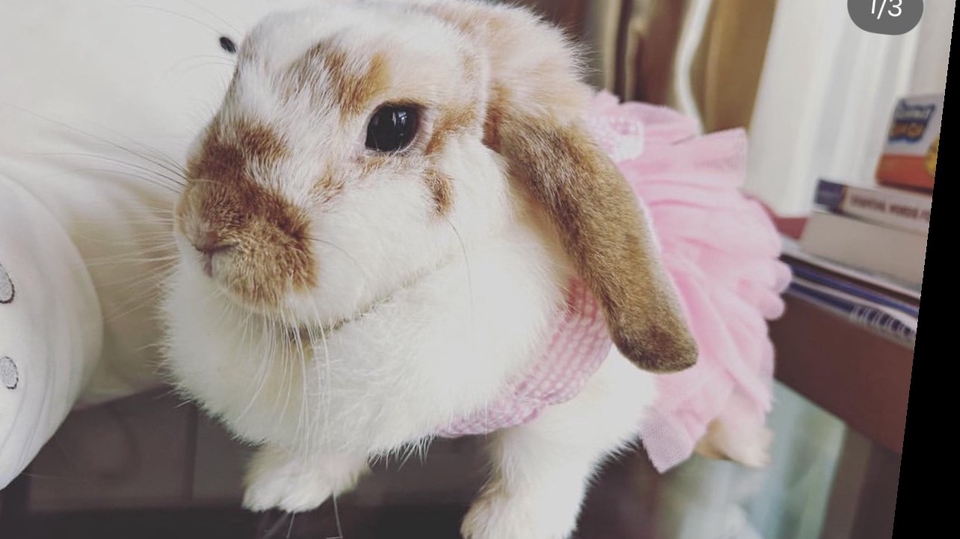 รับถ่ายแบบกระต่าย Bebe Rabbit influencer